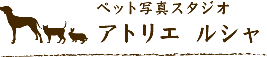 ペット写真スタジオ アトリエ ルシャ