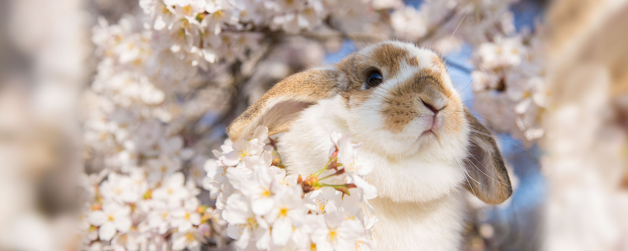 うさぎ、ハリネズミ、フェレットなどあらゆるペットもお任せください