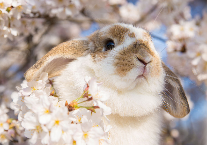 うさぎ、ハリネズミ、フェレットなどあらゆるペットもお任せください