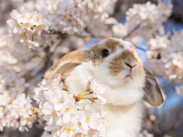 出張撮影プラン うさぎ  砧公園