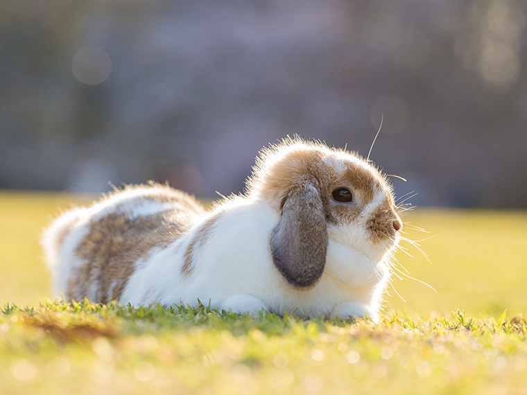 出張撮影プラン うさぎ  砧公園