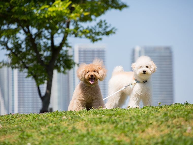 出張撮影プラン 犬２匹  豊洲エリア