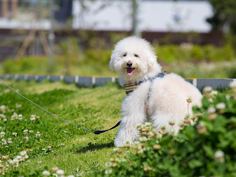 出張撮影プラン 犬２匹  豊洲エリア