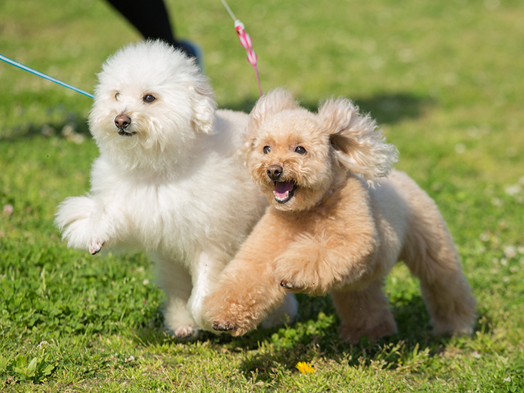 出張撮影プラン 犬２匹  豊洲エリア