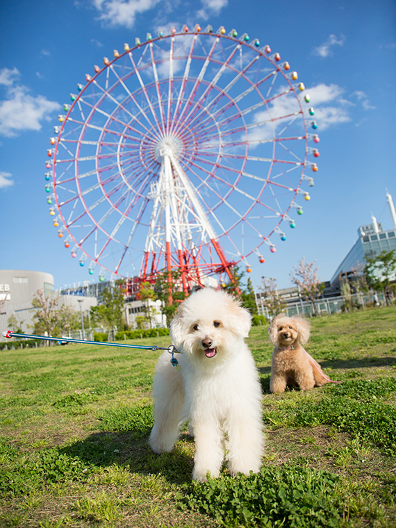 出張撮影プラン 犬２匹  豊洲エリア