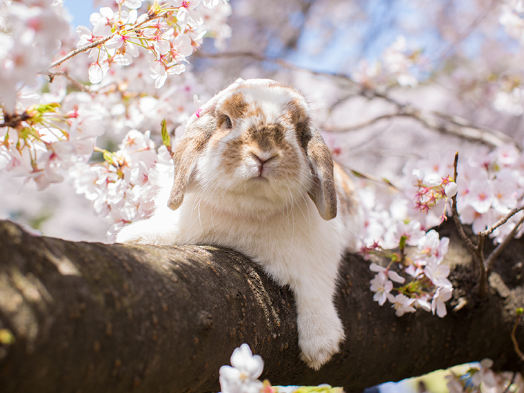 出張撮影プラン うさぎ  砧公園