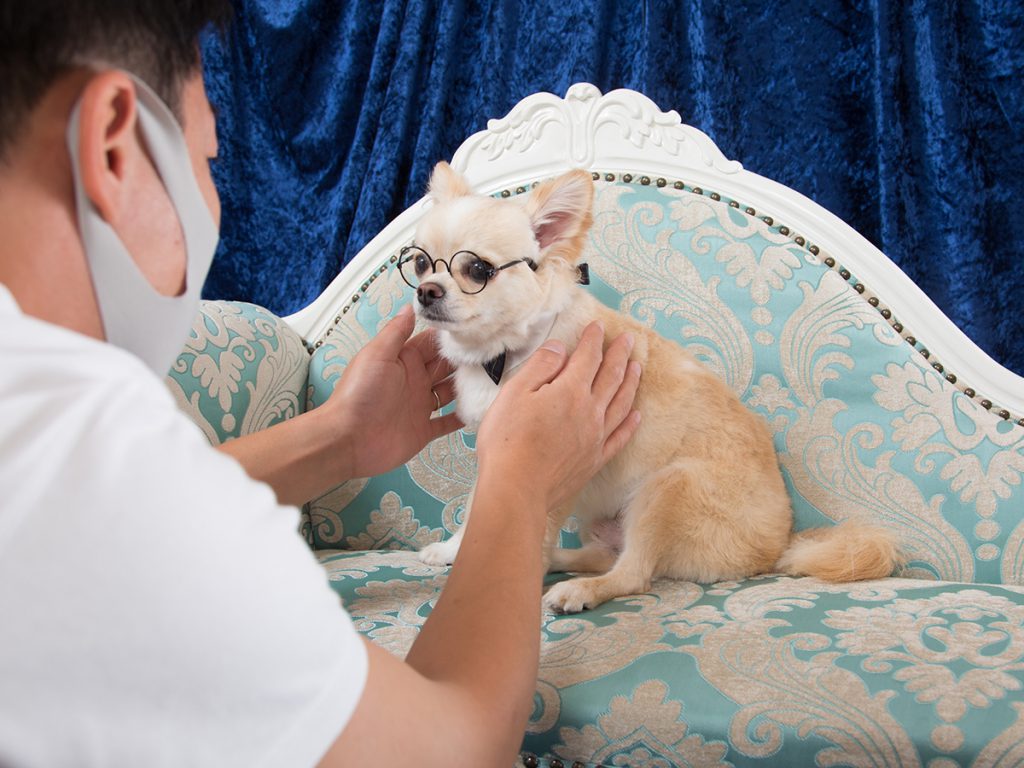 スタジオ撮影プラン 犬