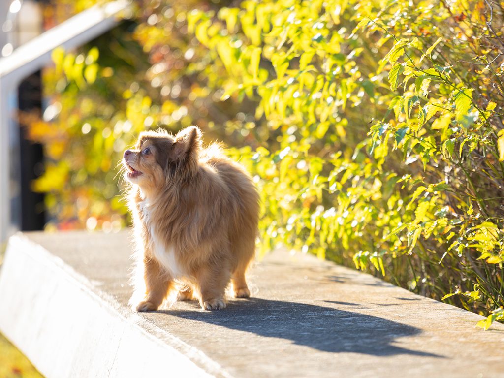 出張撮影プラン  犬 ららぽーと豊洲