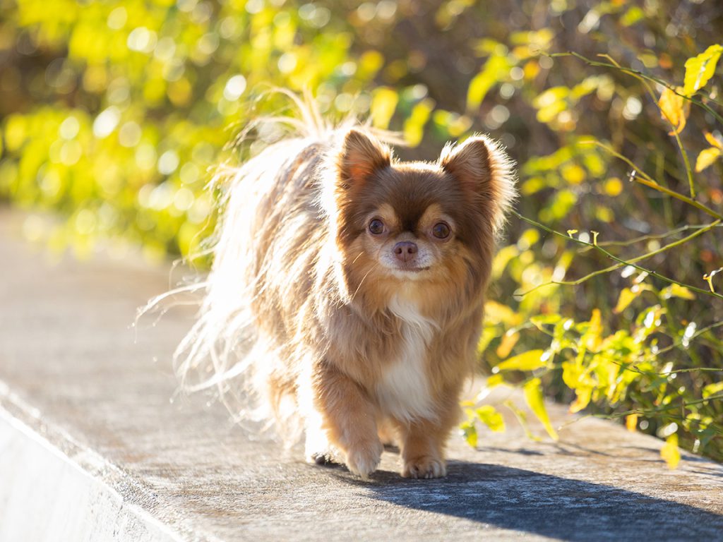 出張撮影プラン  犬 ららぽーと豊洲