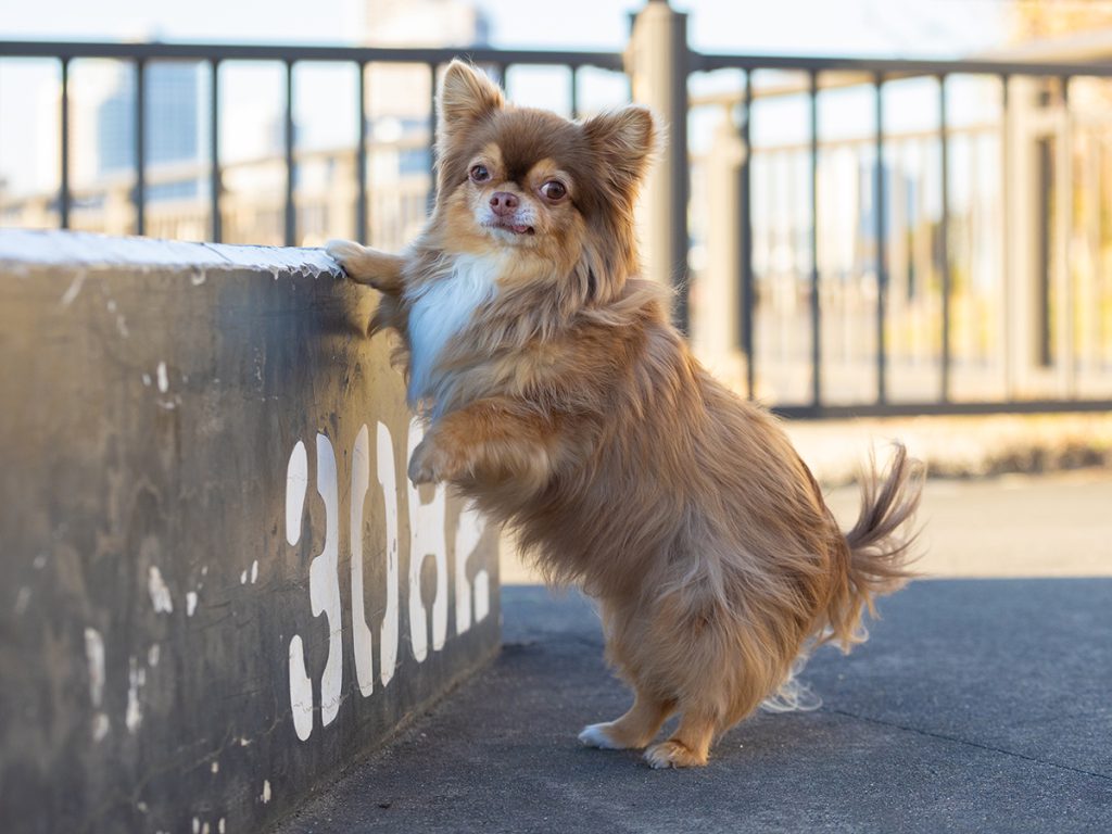 出張撮影プラン  犬 ららぽーと豊洲