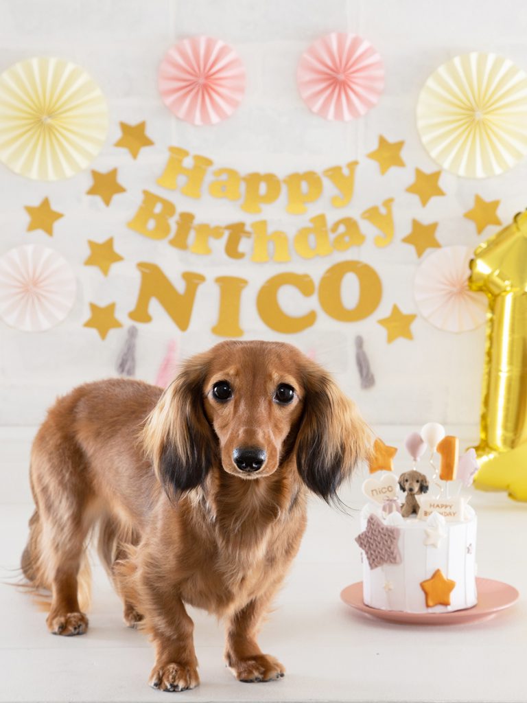 スタジオ撮影プラン 犬 誕生日