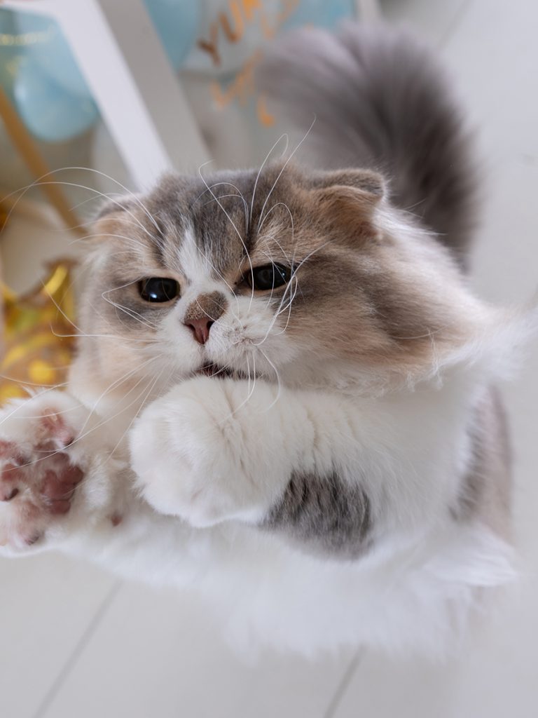 スタジオ撮影プラン 猫 誕生日