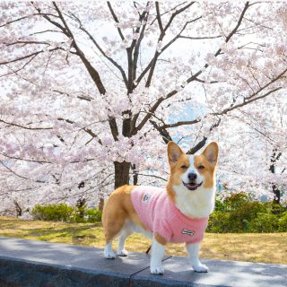 gallery2794