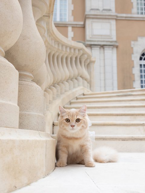 gallery3516