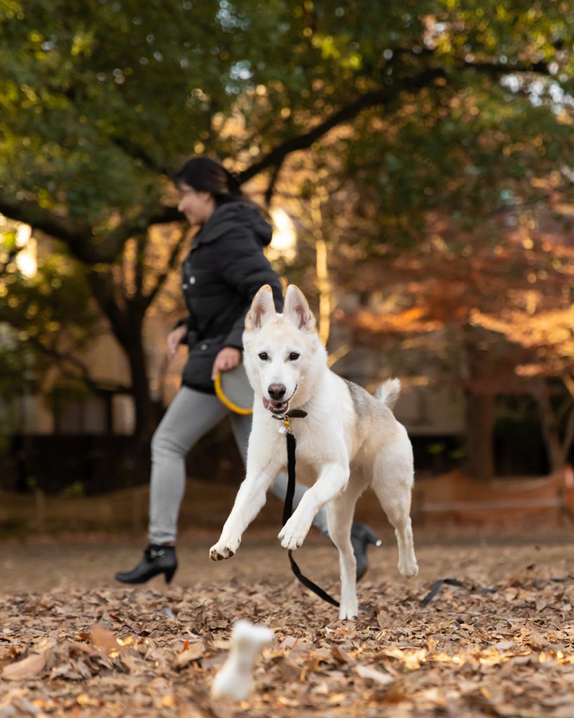 出張60分撮り放題プラン 犬