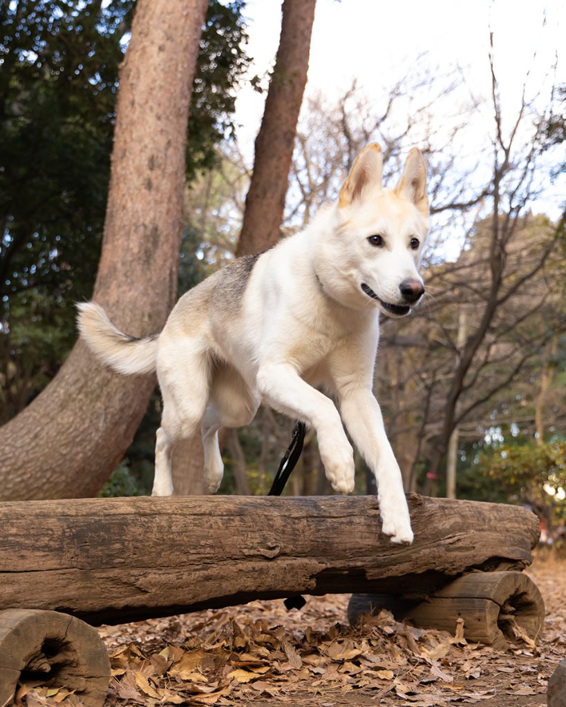 出張60分撮り放題プラン 犬