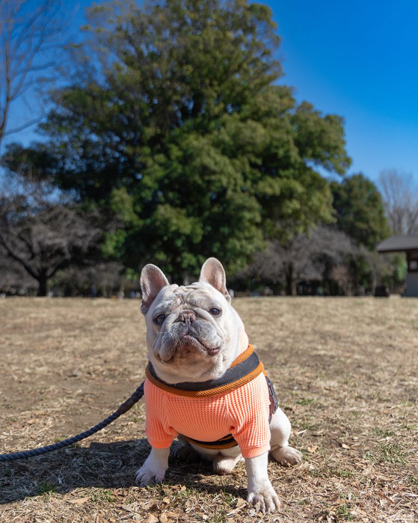 出張撮影プラン 犬 井の頭公園西園