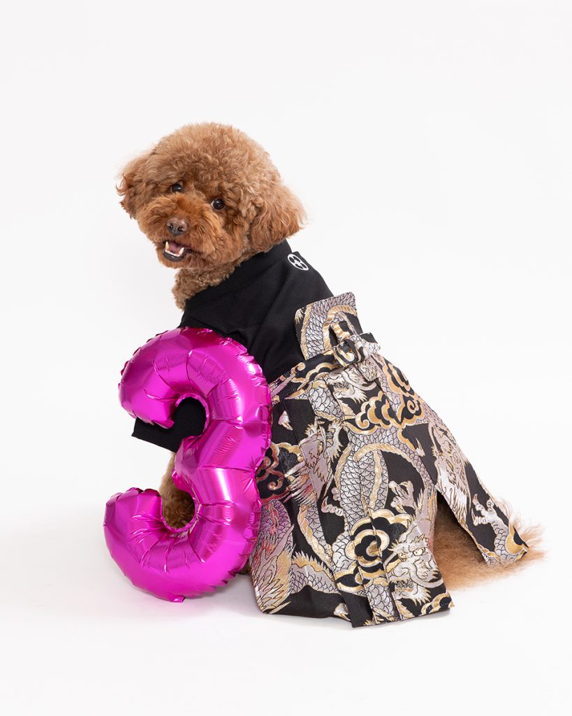 スタジオ撮影プラン 犬誕生日