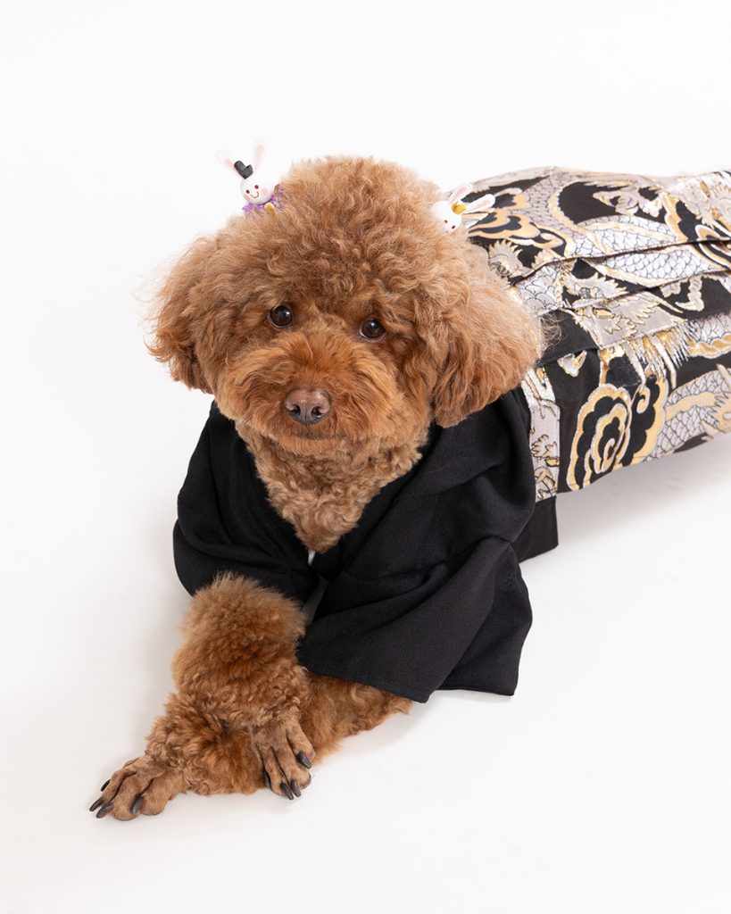 スタジオ撮影プラン 犬誕生日
