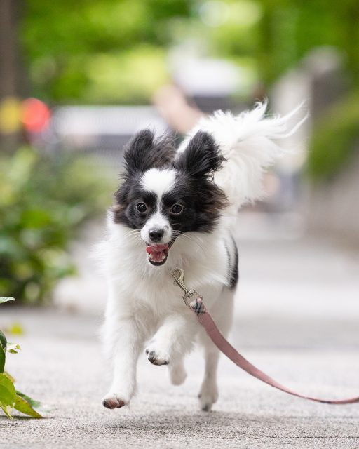 出張撮影プラン 犬