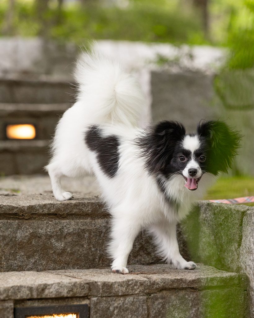 出張撮影プラン 犬