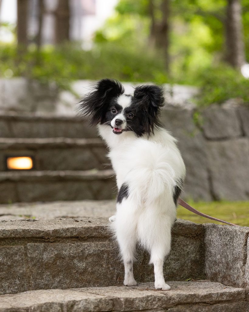出張撮影プラン 犬
