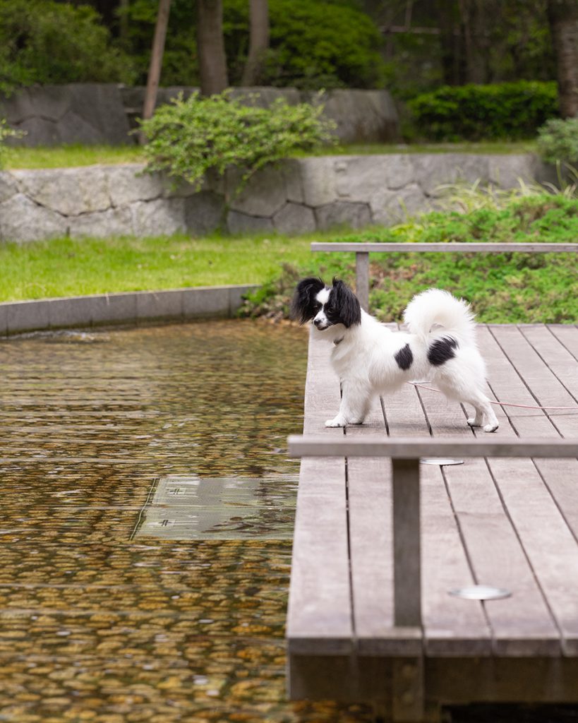 出張撮影プラン 犬