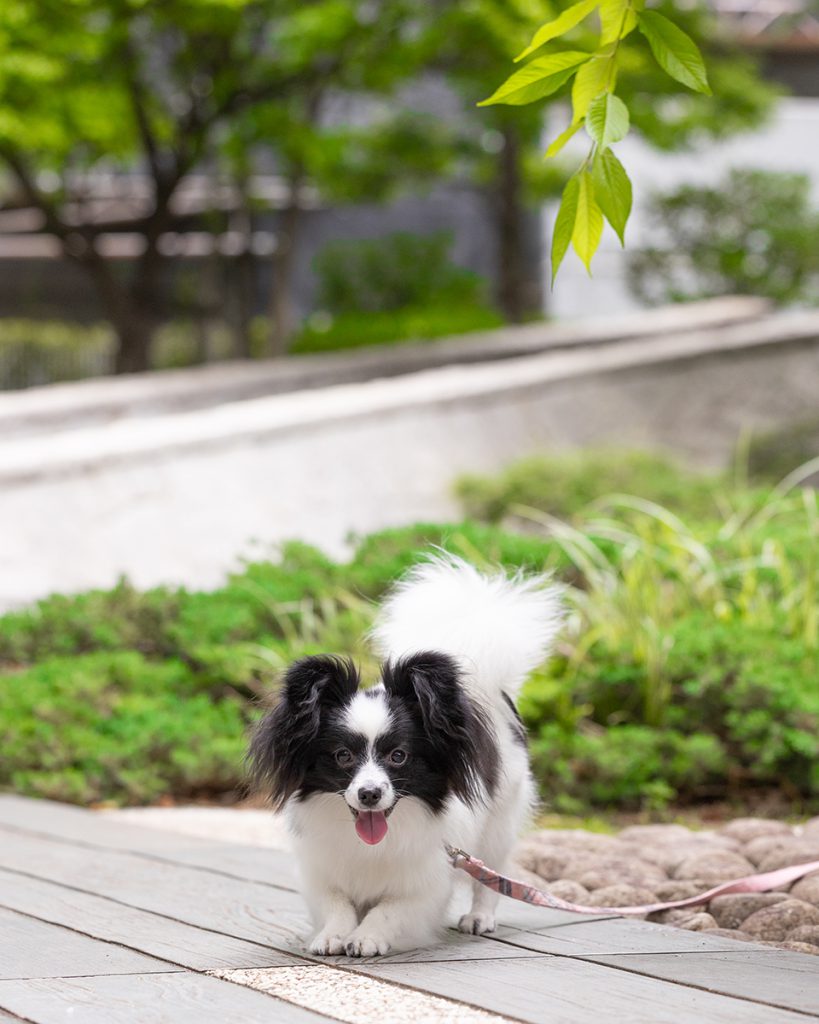 出張撮影プラン 犬