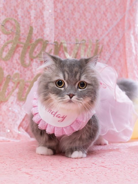 スタジオ撮影プラン 猫BD